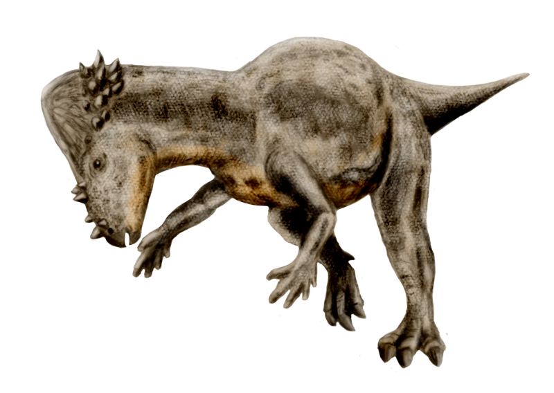 Image d'un pachycephalosaurus.